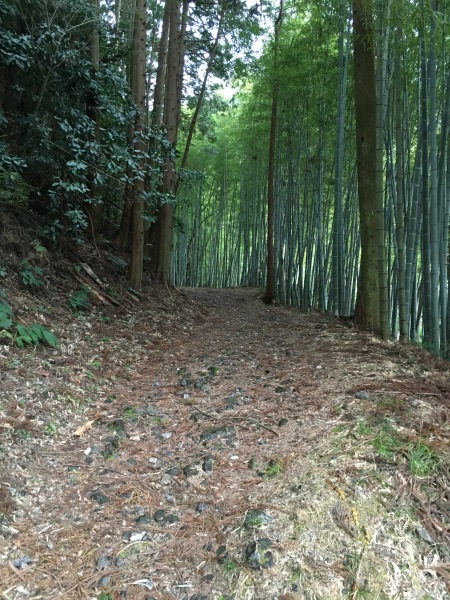 Old Tokaido Rd bamboo